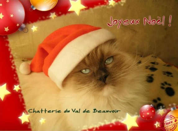 Joyeux Noel de Flore - Chatterie Ragdolls du Val de Beauvoir